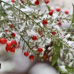 Winter’s First Strike: Cold Front and Potential Snowstorm Loom Over Greater Akron