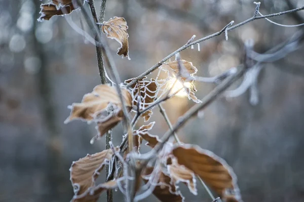 Winter's Chill Descends on Akron-Canton: A Frosty Morning Update